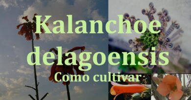 Mãe de milhares - Kalanchoe tubiflora