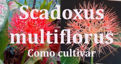 Scadoxus multiflorus - flor