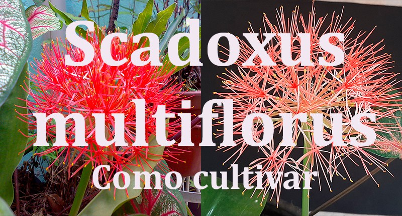 Scadoxus multiflorus - flor