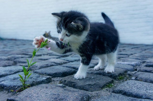 Plantas seguras para gatos