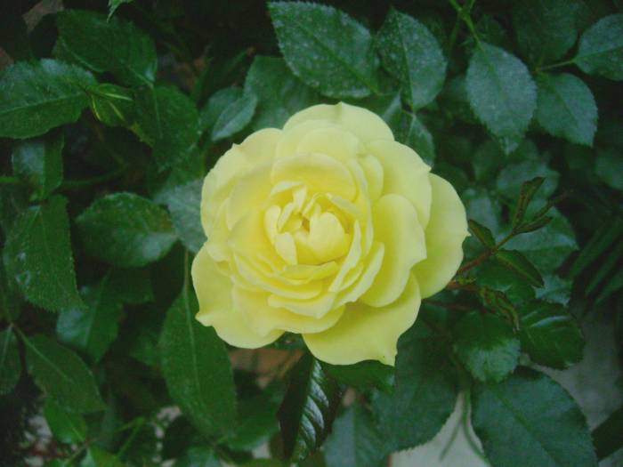 Roseira flor de rosa amarela