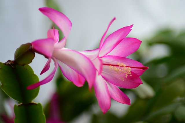 Flor de maio. Image by PollyDot from Pixabay