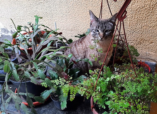 Uma de nossas gatinhas, a Cookie, adora se esconder no meio das plantas.