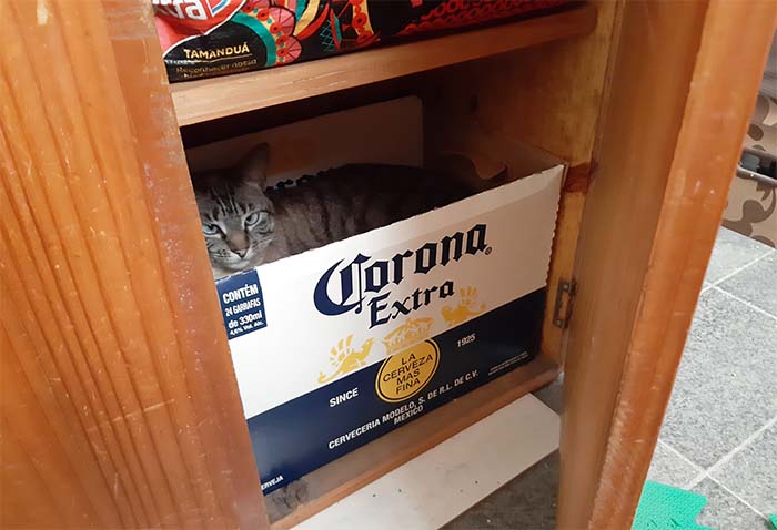 Gato dentro do armário, em uma caixa