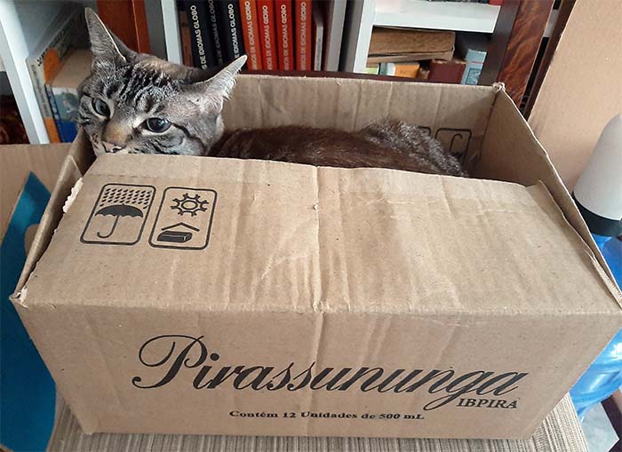 Gato dentro de uma caixa de papelão
