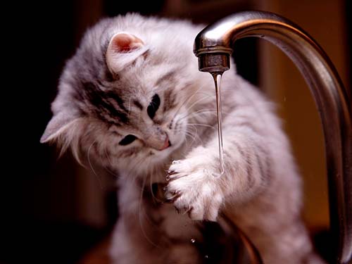 Gatinho bebendo água da torneira