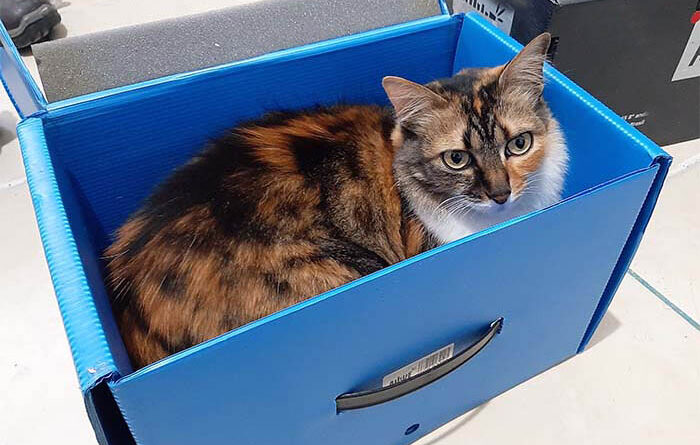 Gato em uma caixa plástica