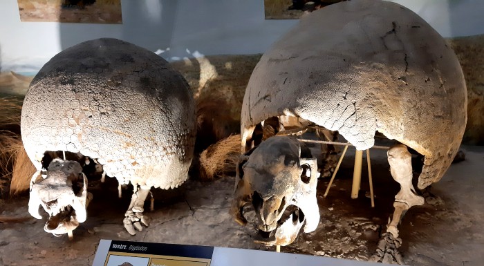 Fósseis de Glyptodonte, mamíferos pré-históricos gigantes.