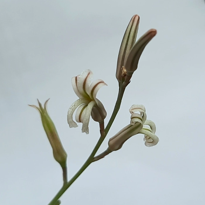 Flores da Suculenta Zebra