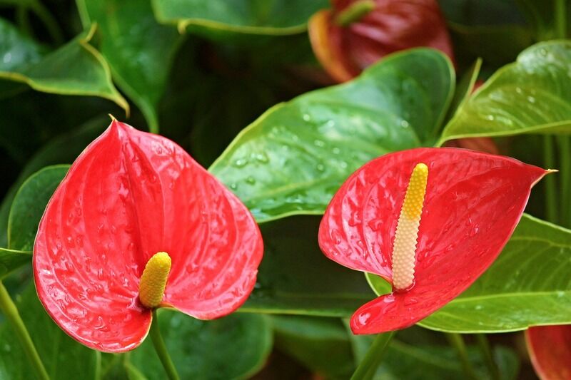 Anthurium andreanum