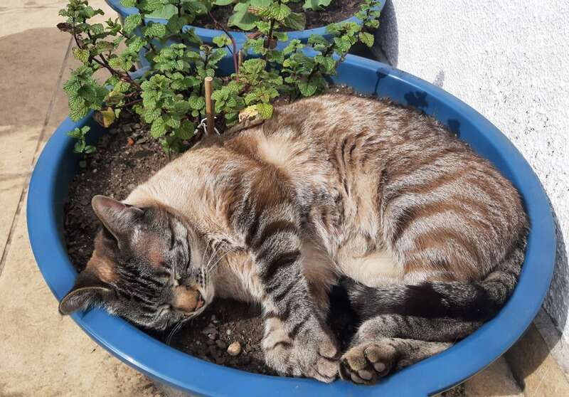 gata Cookie dormindo no hortelã