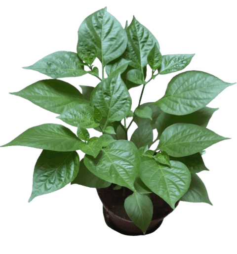 Pimenta Biquinho Pimenta Biquinho (Capsicum chinense)
