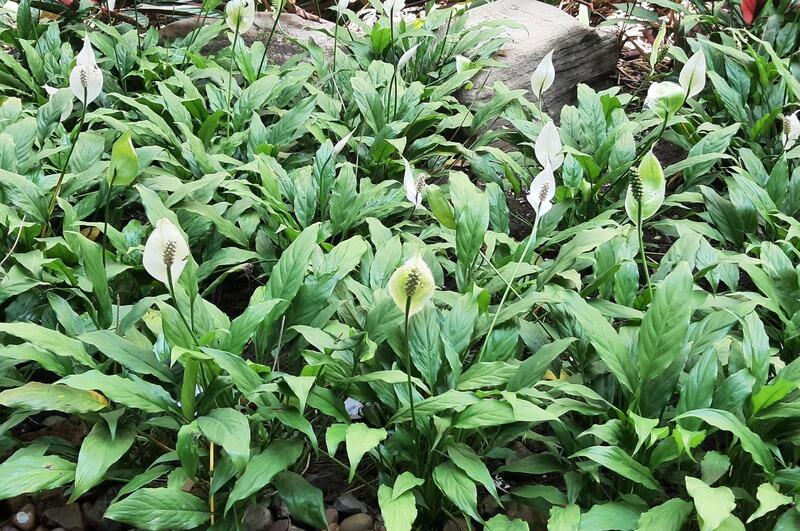 Lírio da Paz (Spathiphyllum wallisii)