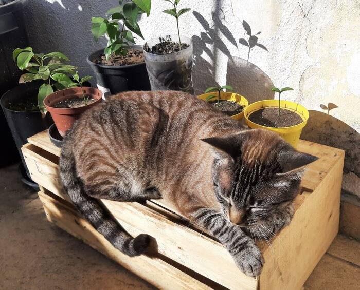 A Cookie adora tomar sol na laje para se esquentar