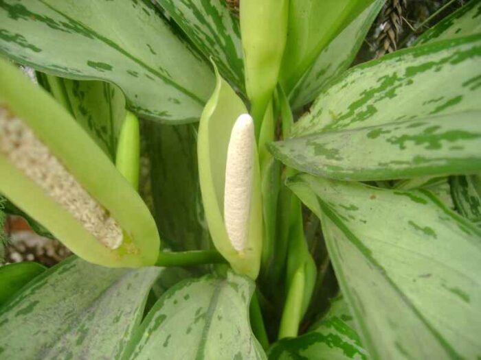 Aglaonema Aglaonema