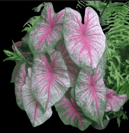 Caladium Caladium