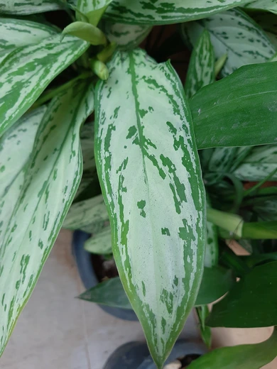 Folha de Aglaonema crispum