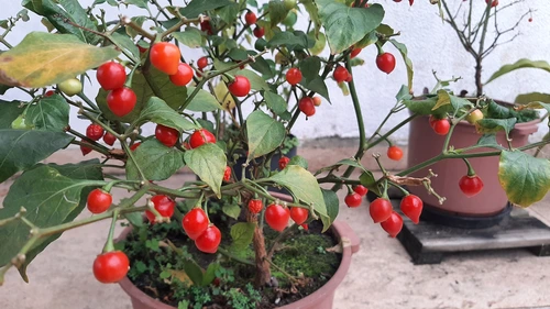Pimenta Biquinho