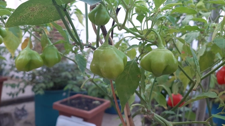 Pimentas Cambuci no pé