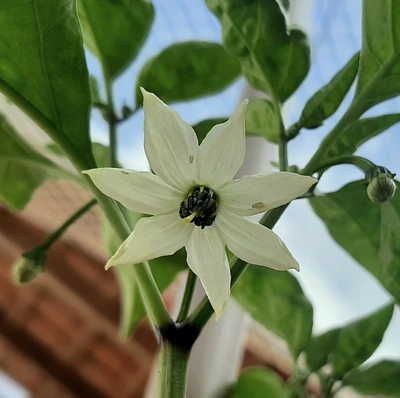 Flor de pimenta Jalapeño (Capsicum anuum)