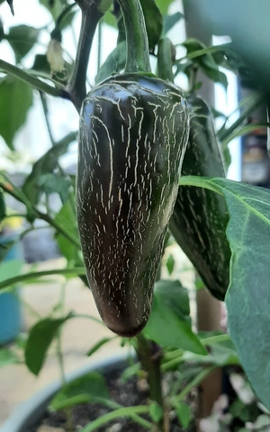 Fruto imaturo de pimenta Jalapeño
