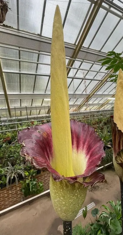 Flor Cadáver (Amorphophallus gigas)