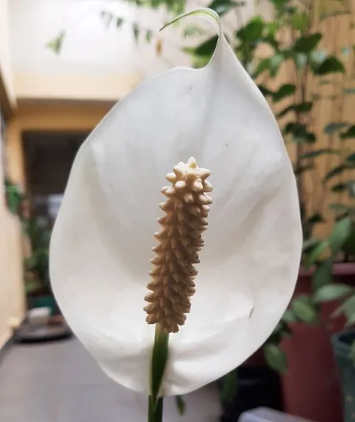 Flor de um Spathiphyllum (Lírio da Paz)