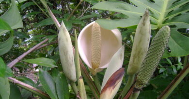 Filodendro em flor, em Ilhabela - SP