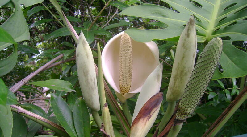 Filodendro em flor, em Ilhabela - SP