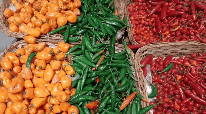 Seleção de pimentas do gênero Capsicum