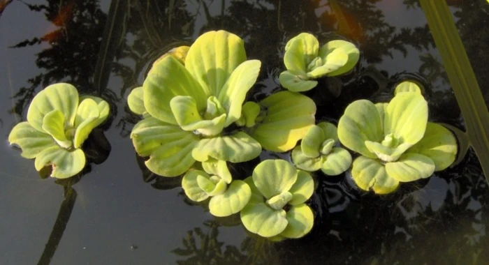 Alface d´água (Pistia stratiotes)