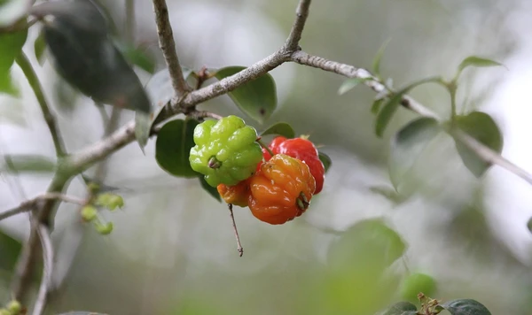 Pitangas Pitangas amadurecendo no pé