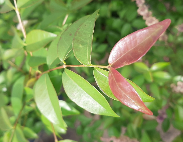 Folhas novas de uma pitangueira Folhas novas de uma pitangueira