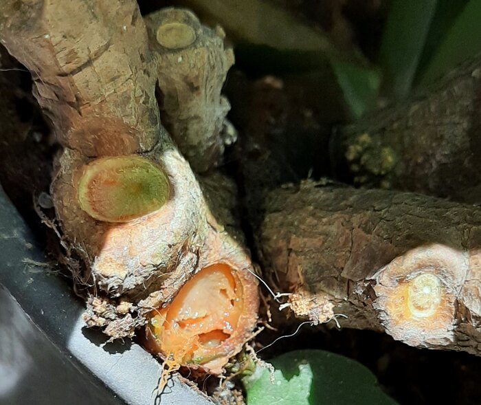 Podridão mole na Flor-de-Maio