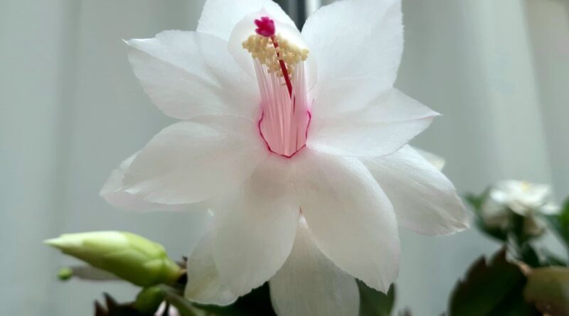 Uma Flor de maio branca (Schlumbergera truncata)